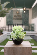 cool green artificial Ortancia flowers in circular black vase Egypt
