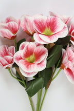Oxalis