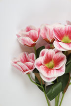 Oxalis