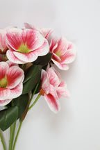 Oxalis