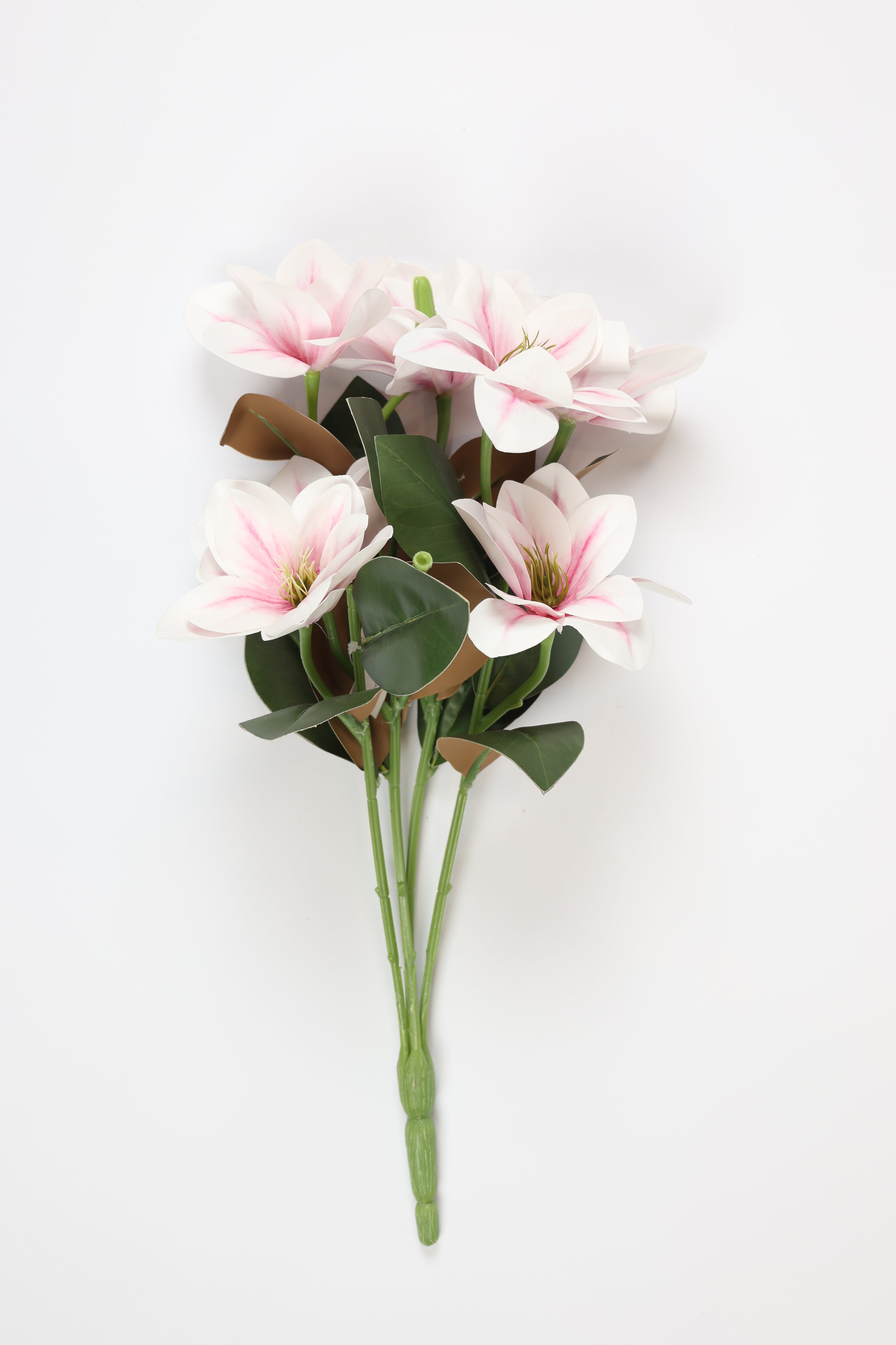 Clematis -White Pink