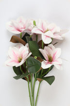 Clematis -White Pink