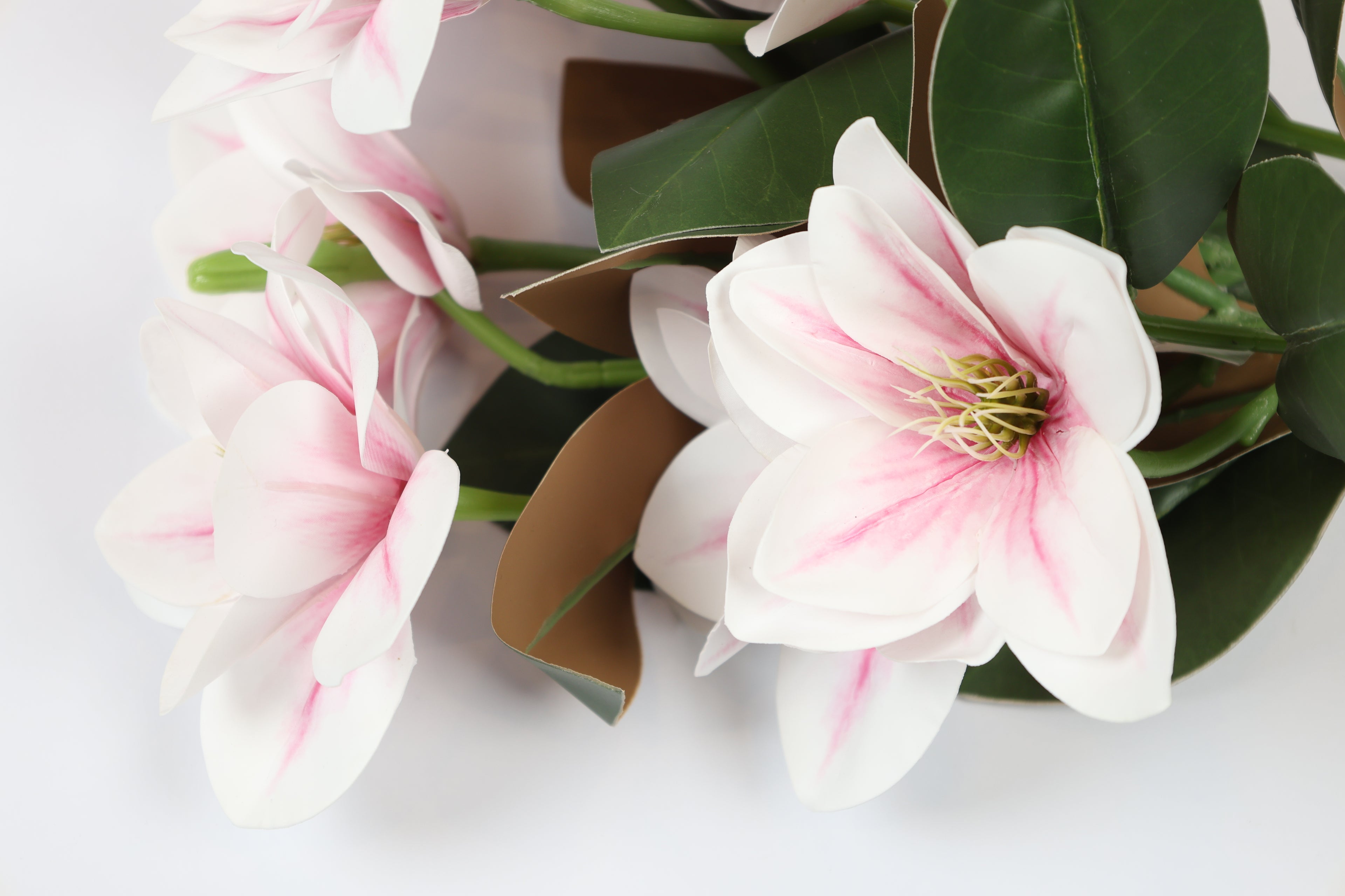 Clematis -White Pink