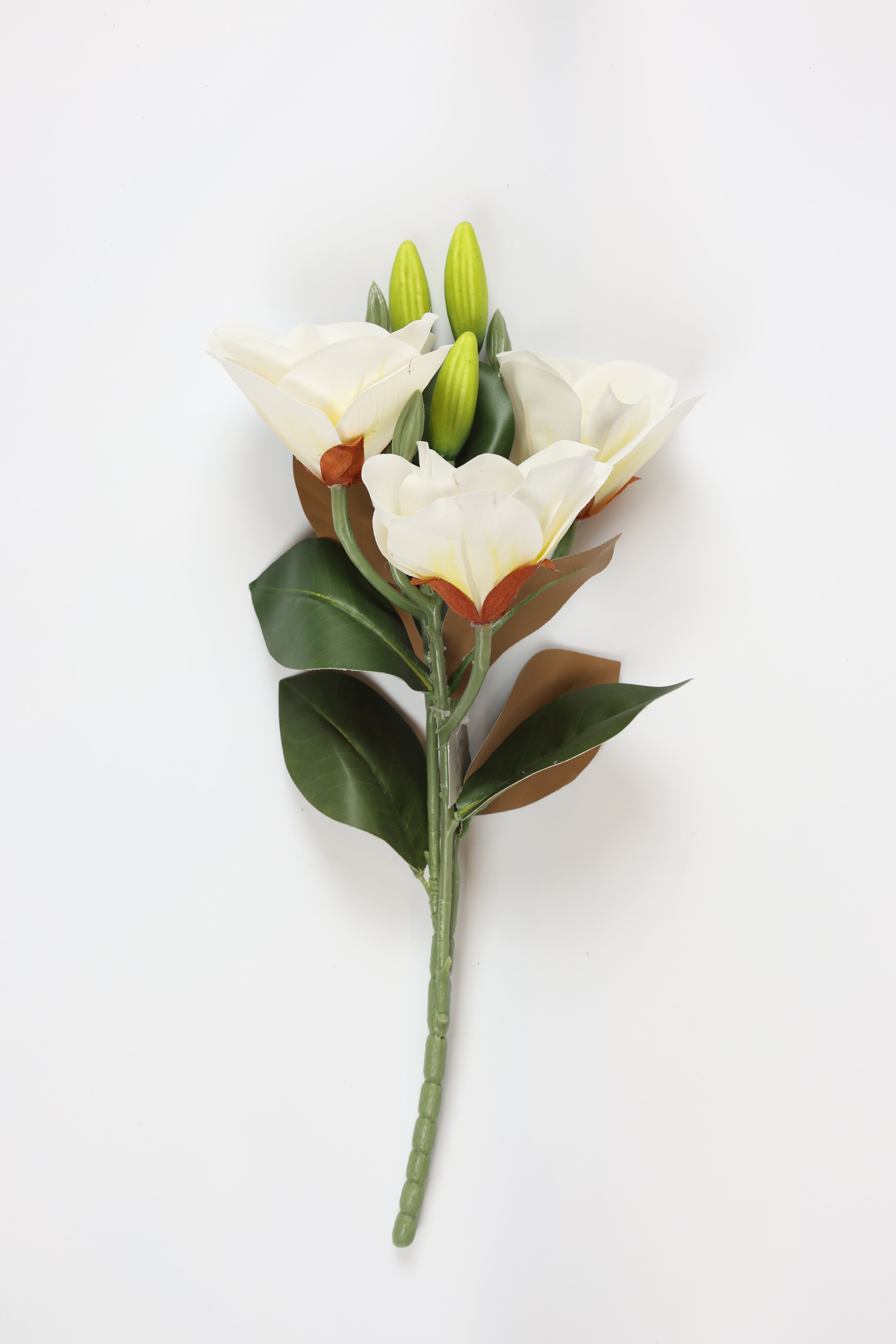 Freesia