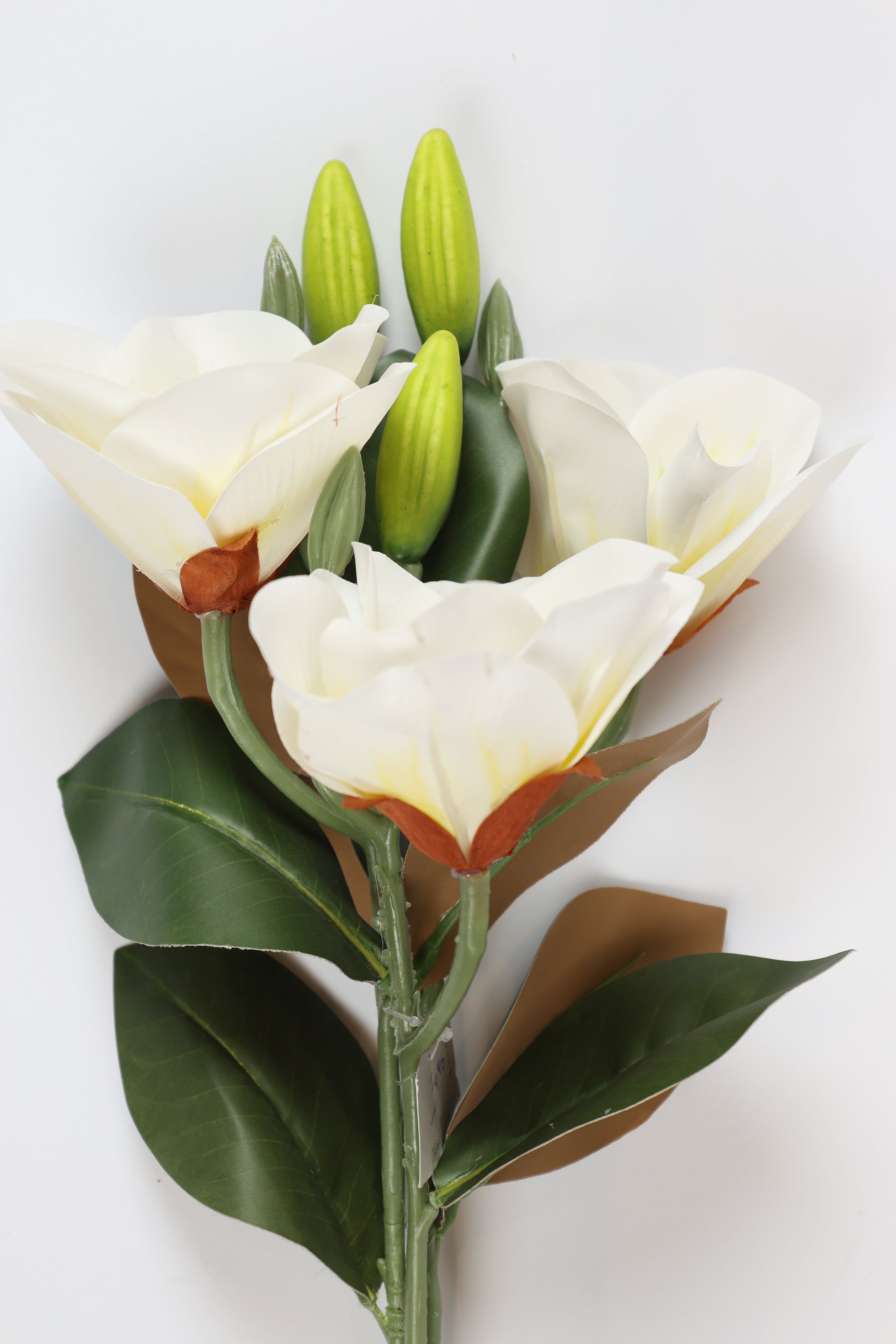 Freesia