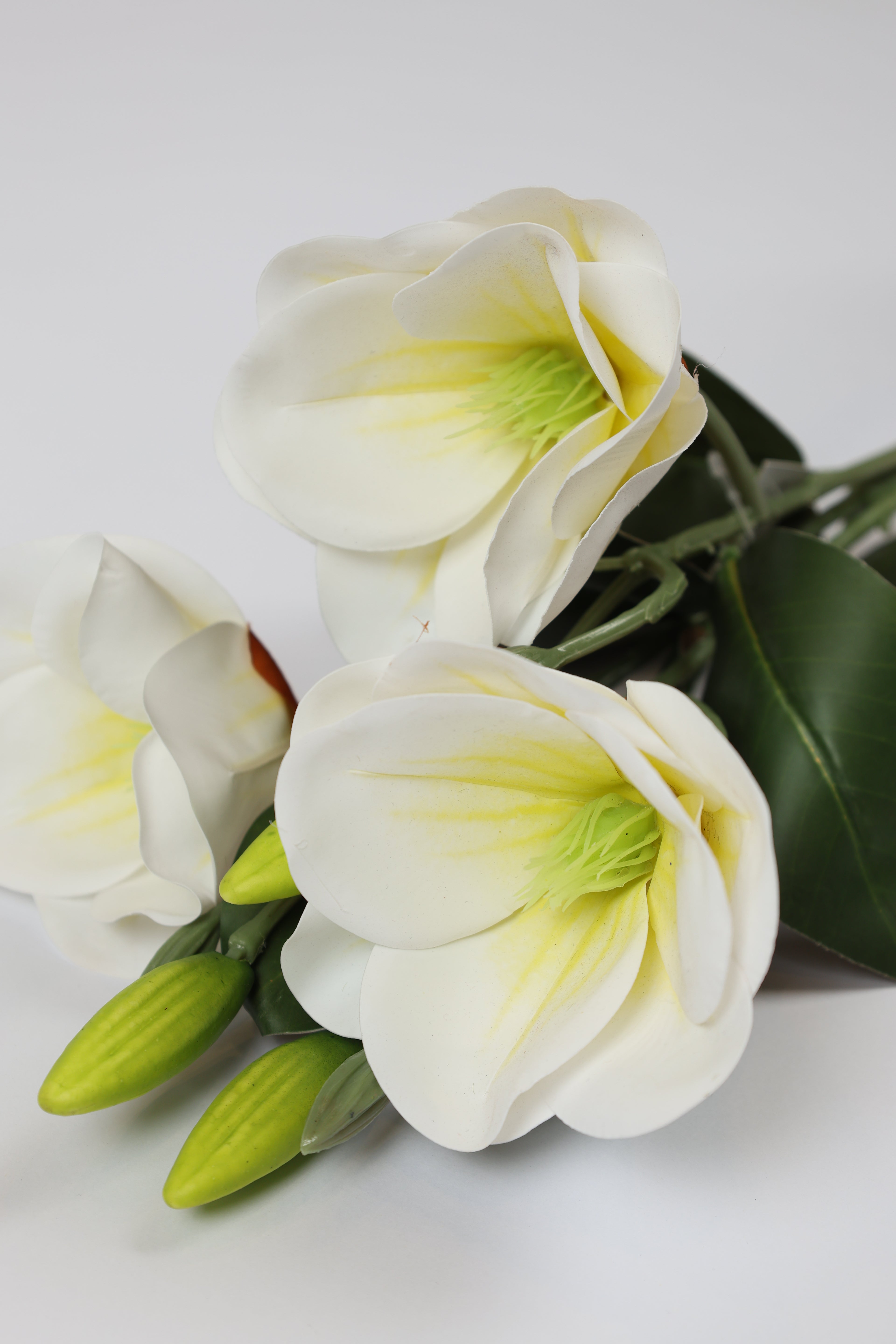 Freesia