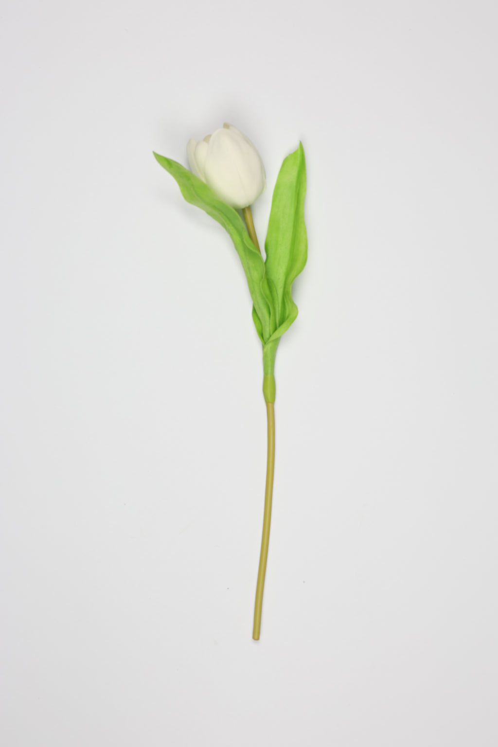 Tulip -White, Green - One, Coll
