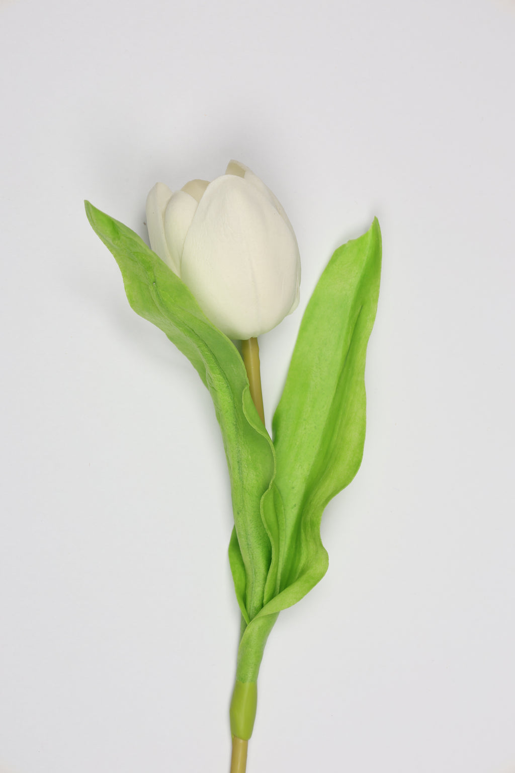 Tulip -White, Green - One, Coll