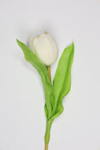 Tulip -White, Green - One, Coll