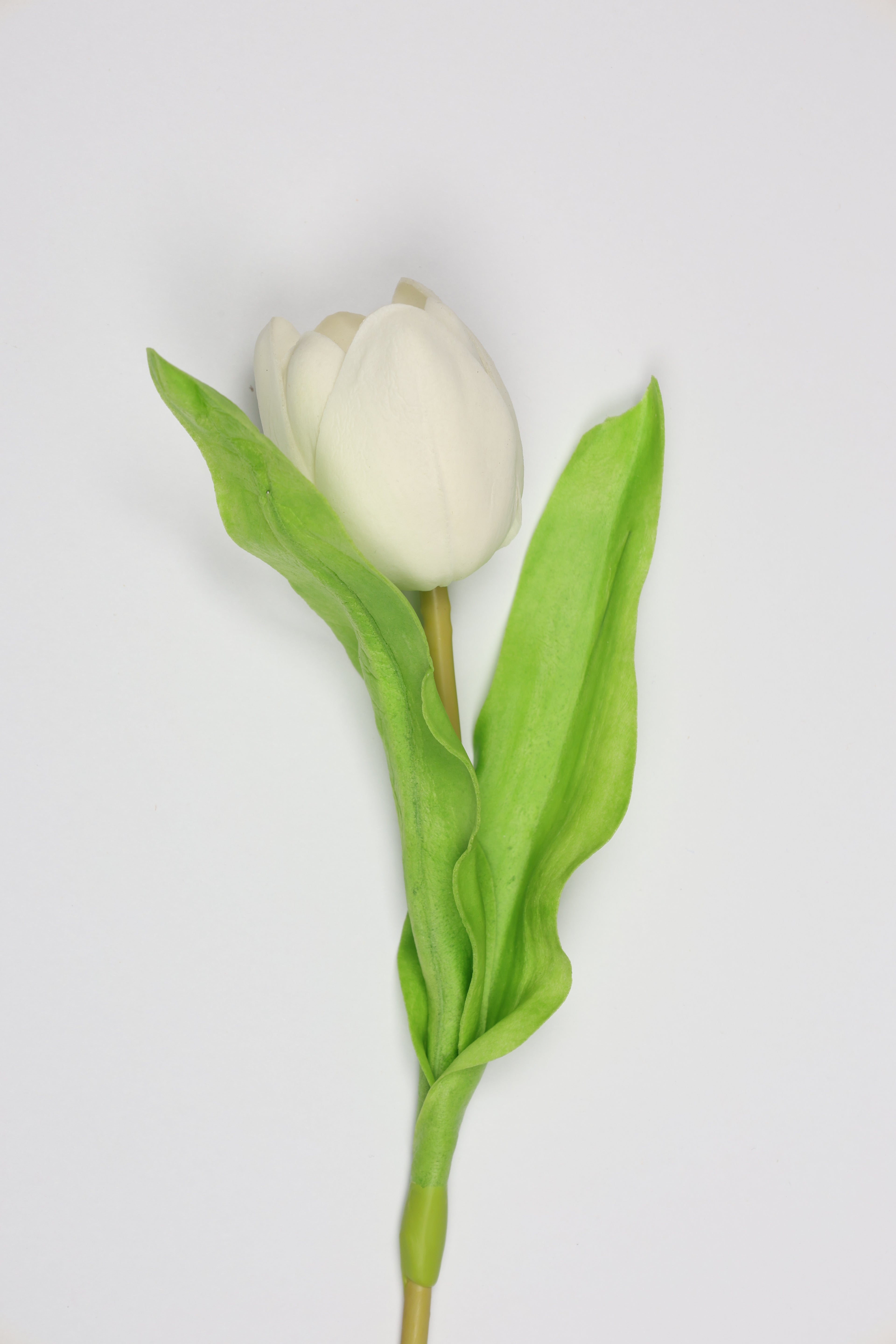 Tulip -White, Green - One, Coll