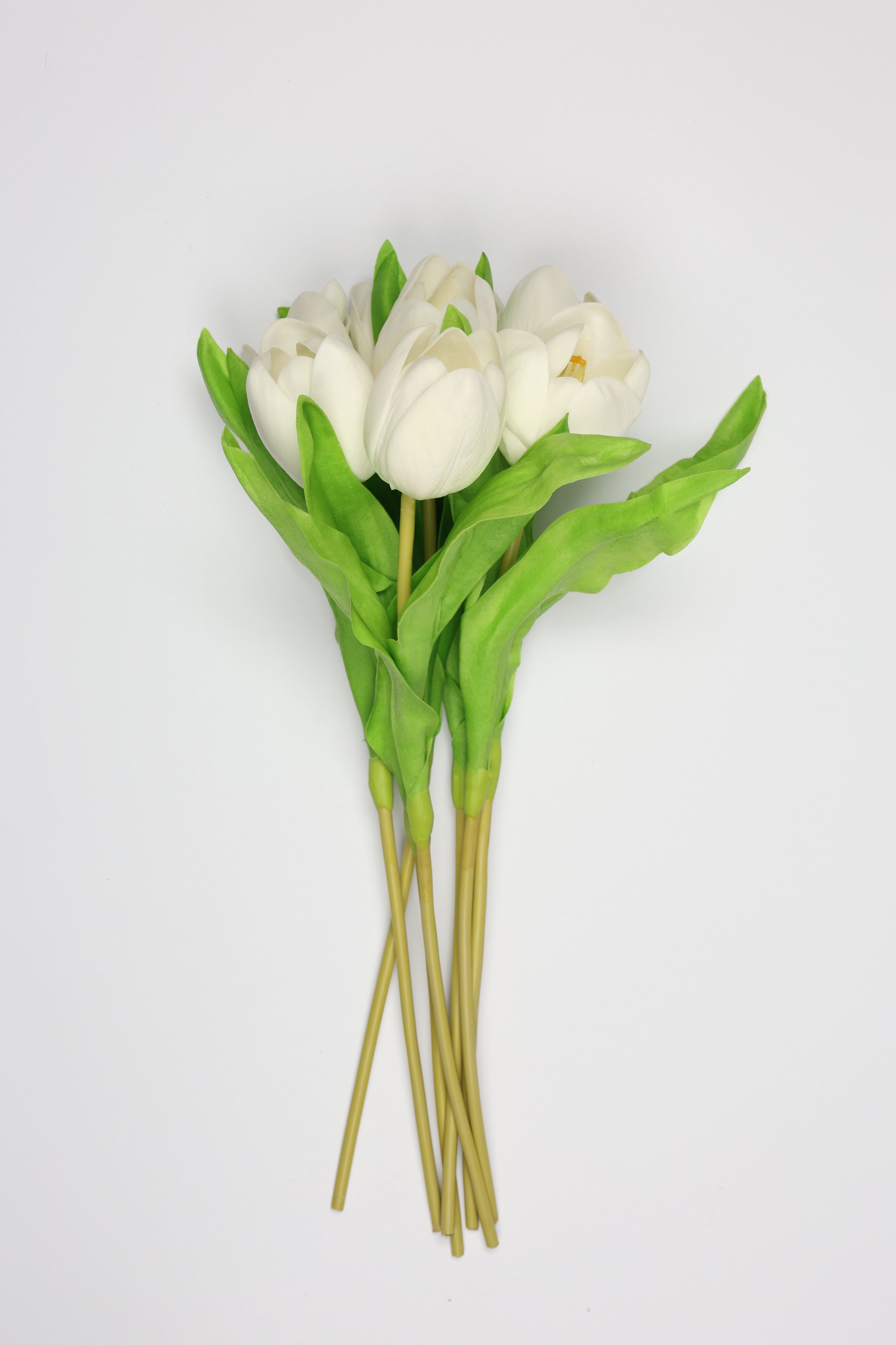 Tulip -White, Green - One, Coll