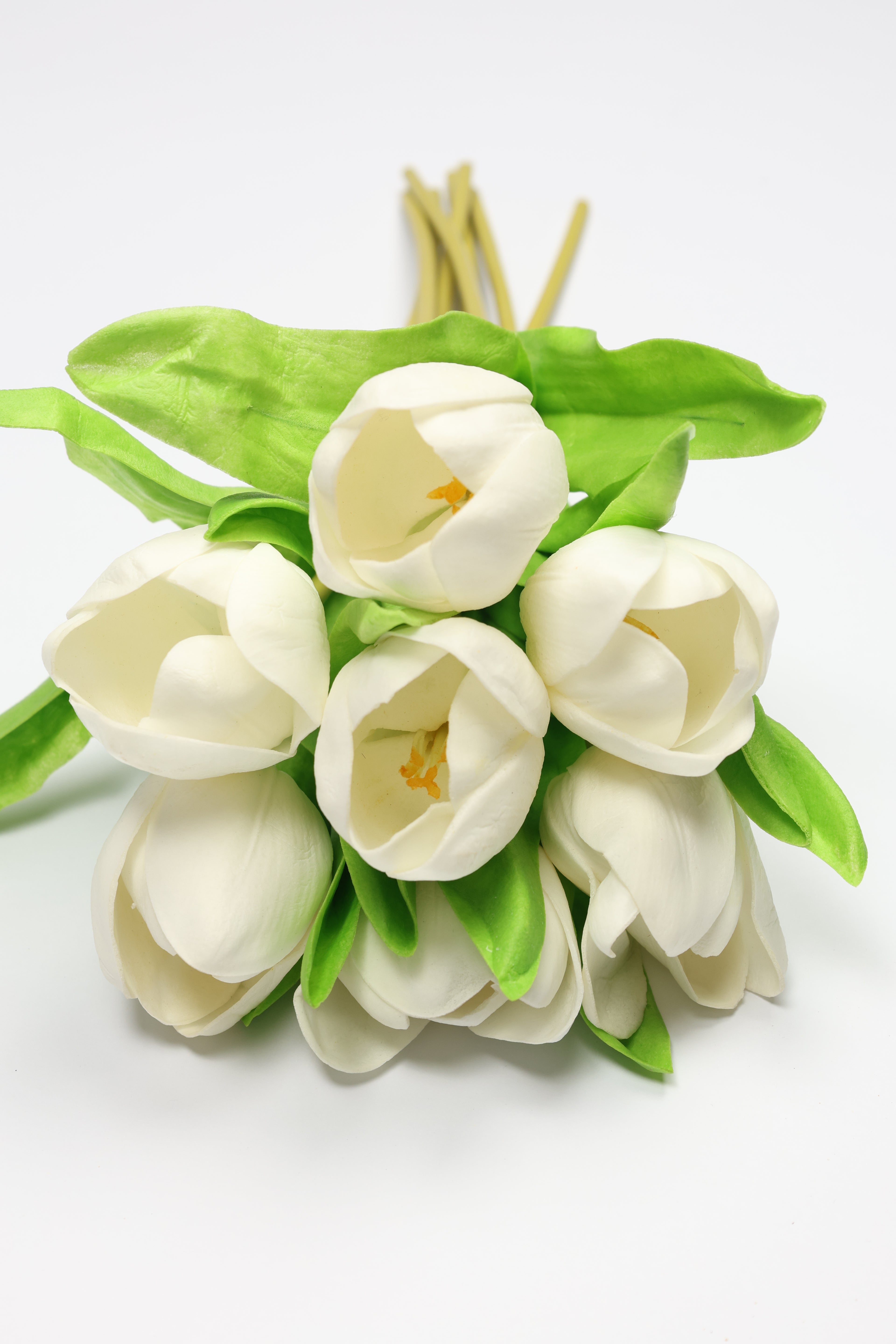 Tulip -White, Green - One, Coll