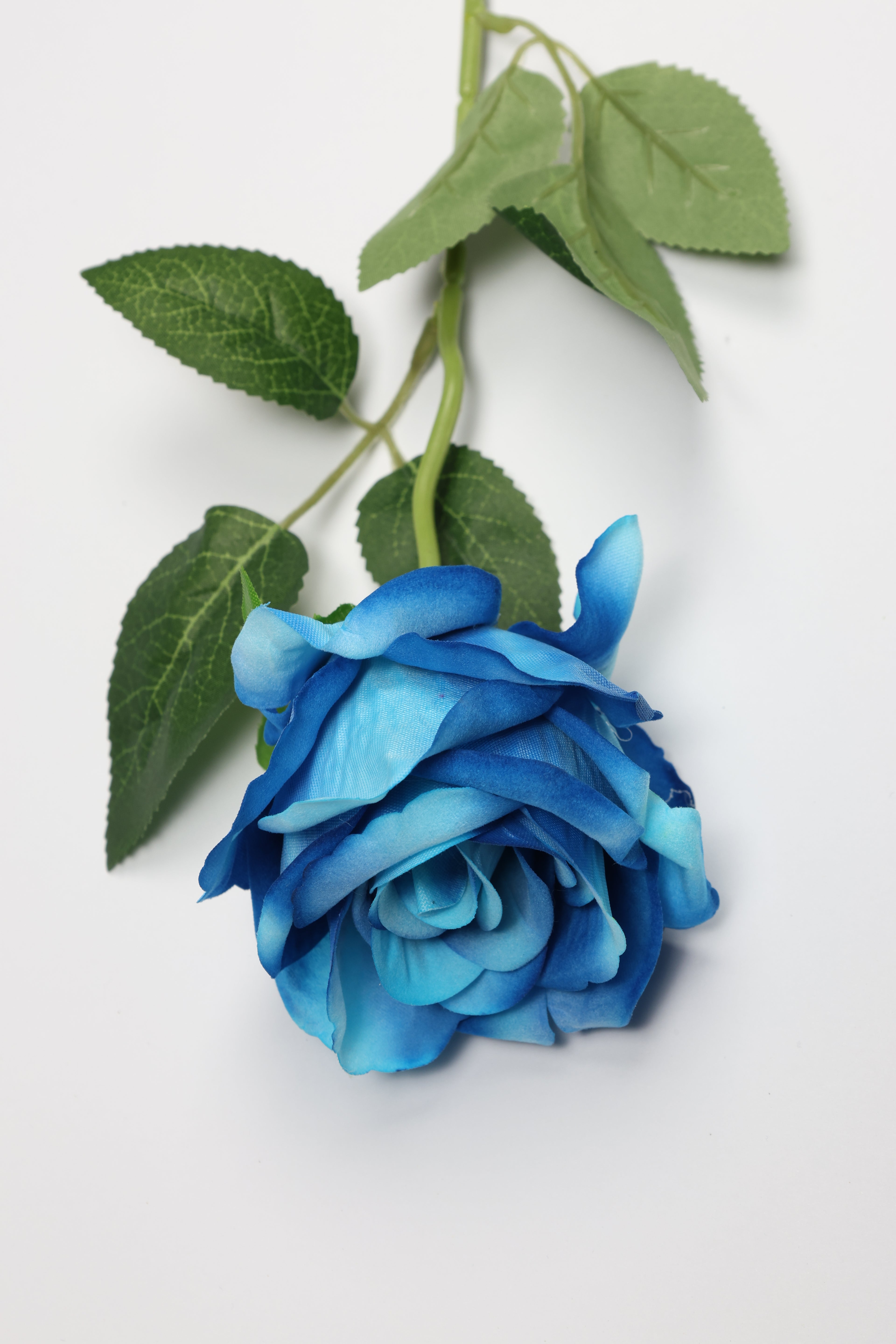 Roses-Blue