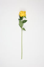 Roses-Yellow