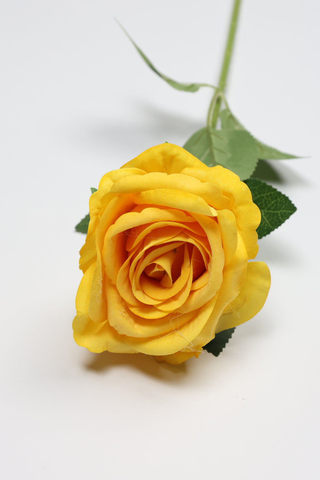 Roses-Yellow