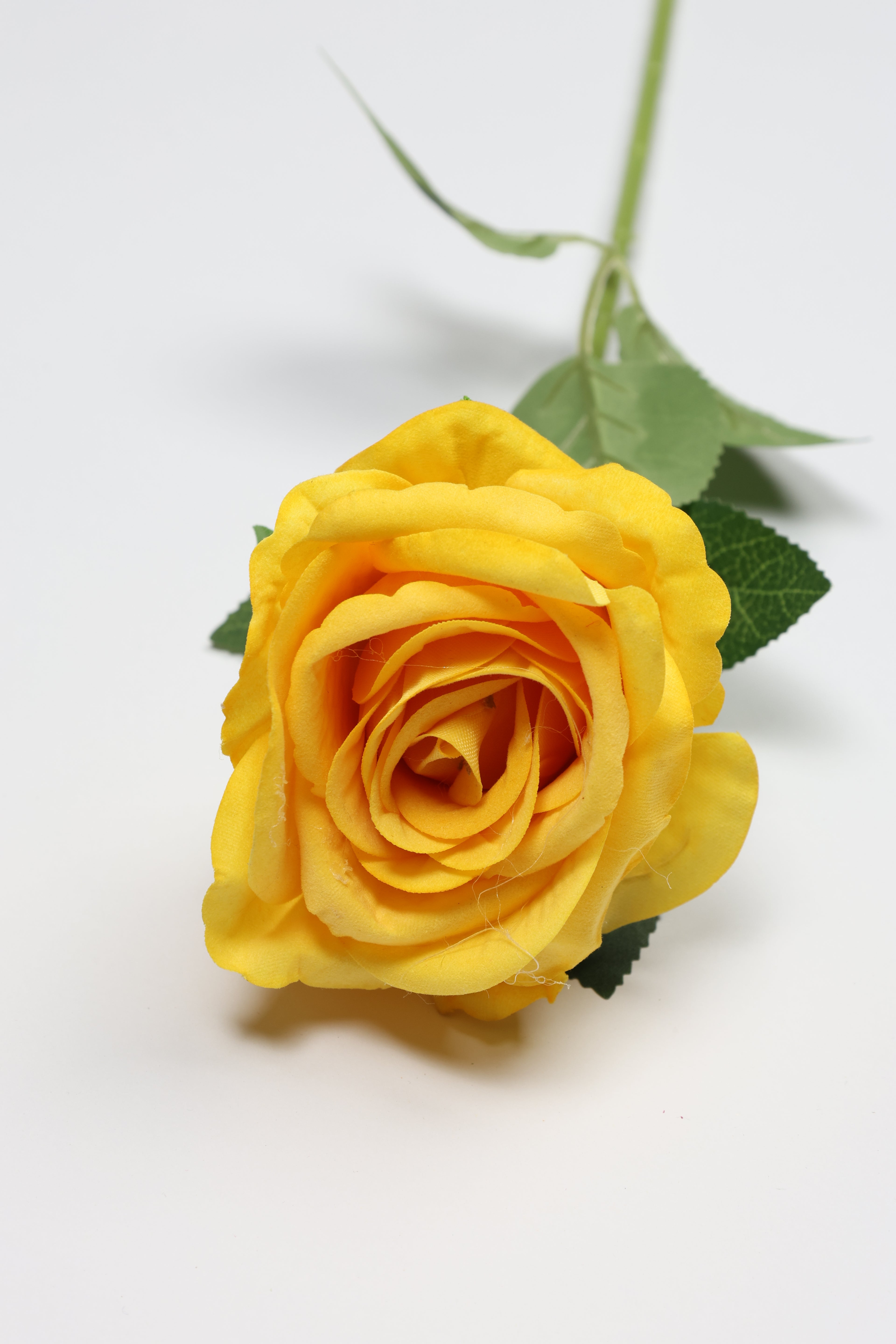 Roses-Yellow