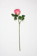 Roses-Pink