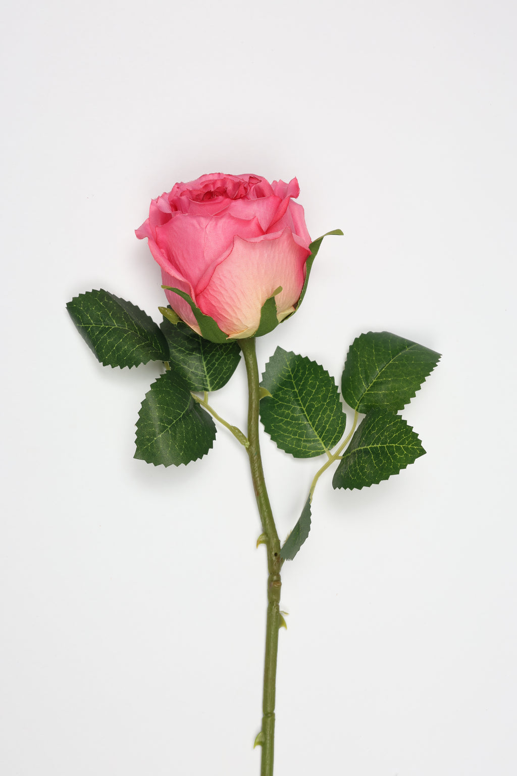 Roses-Pink