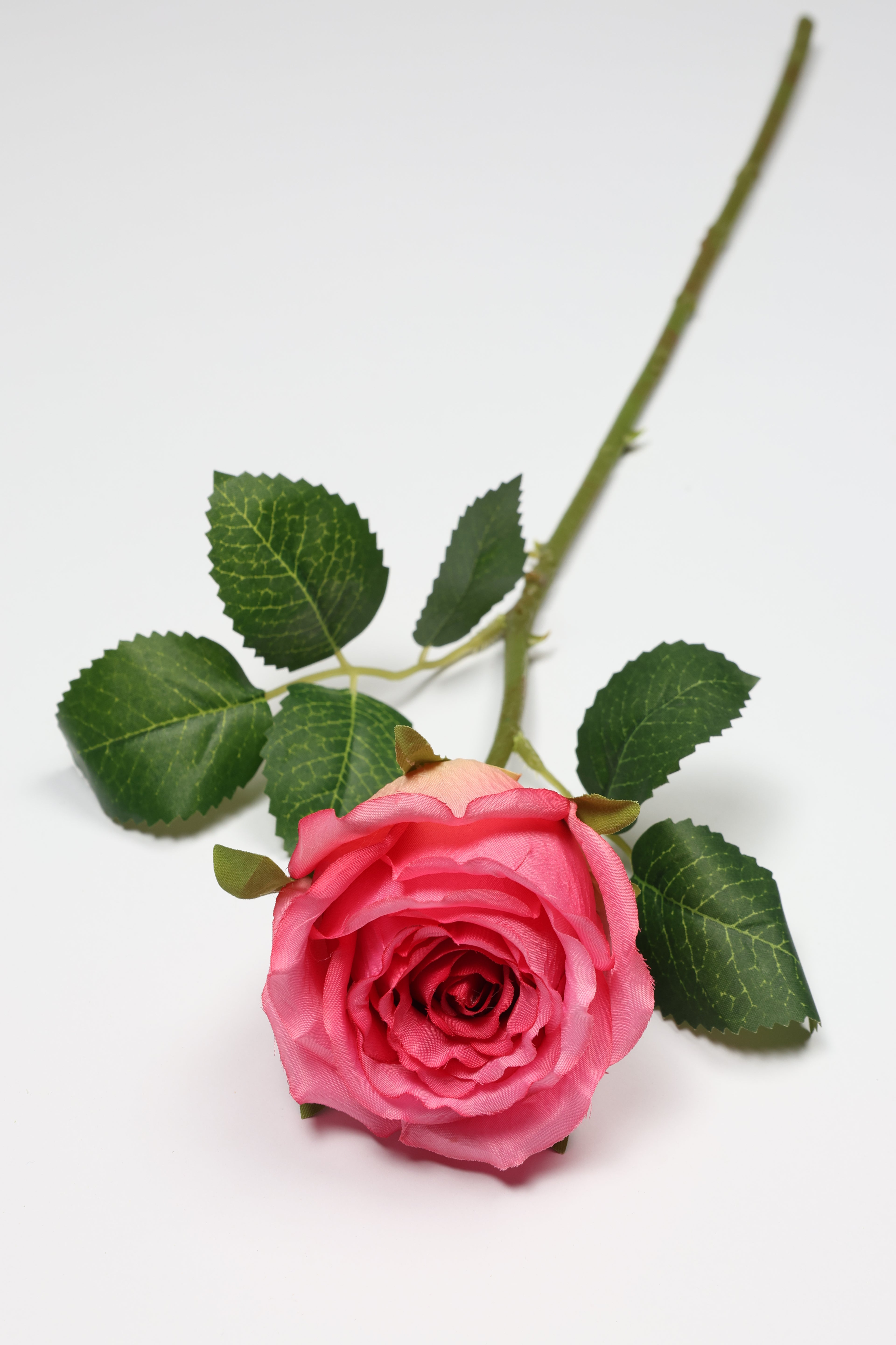 Roses-Pink