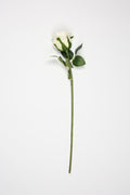 Roses-White