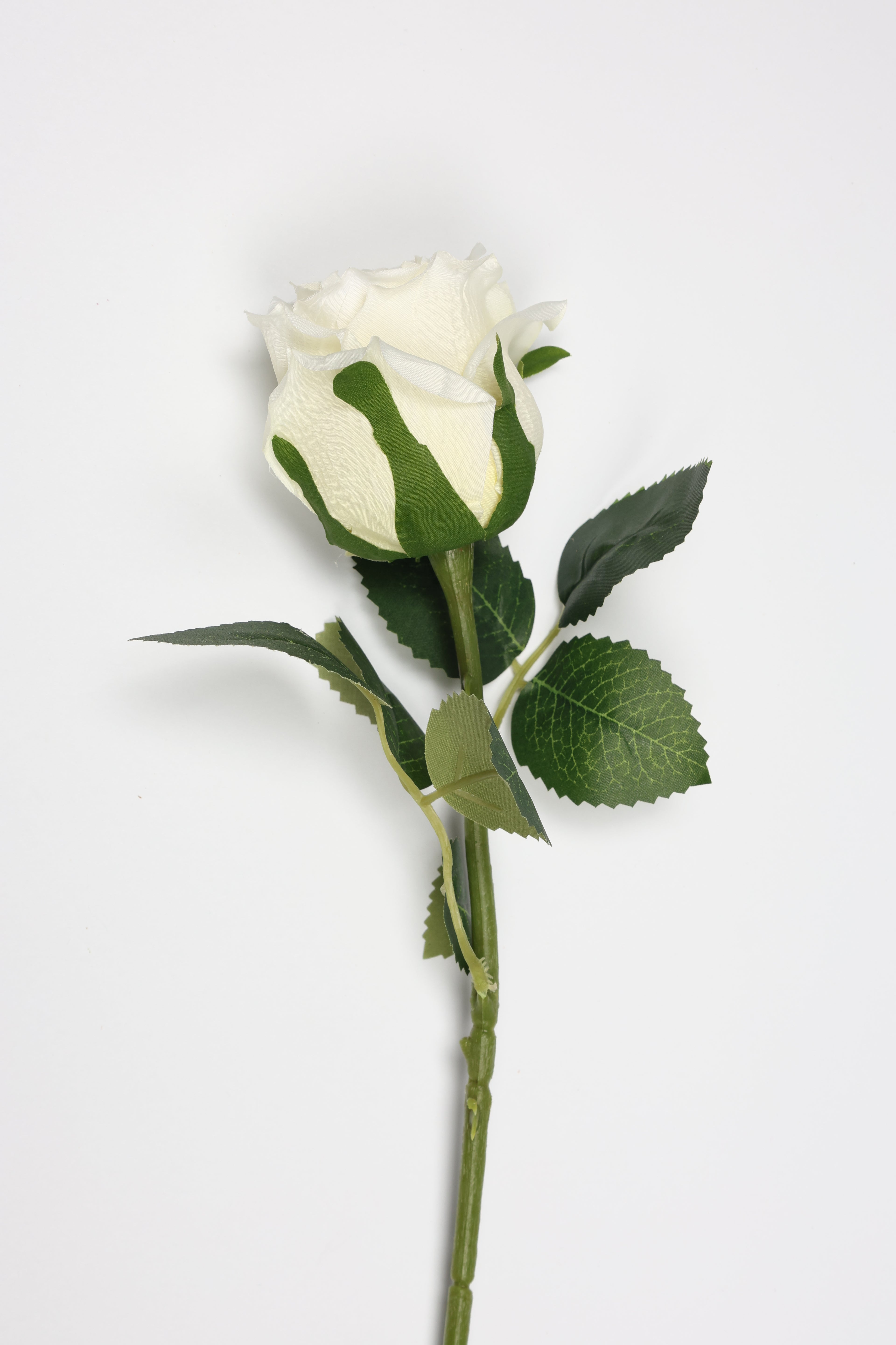 Roses-White