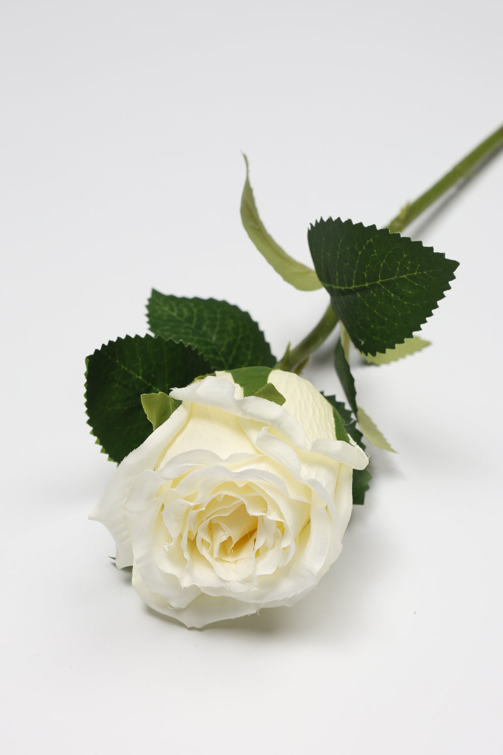 Roses-White