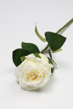 Roses-White