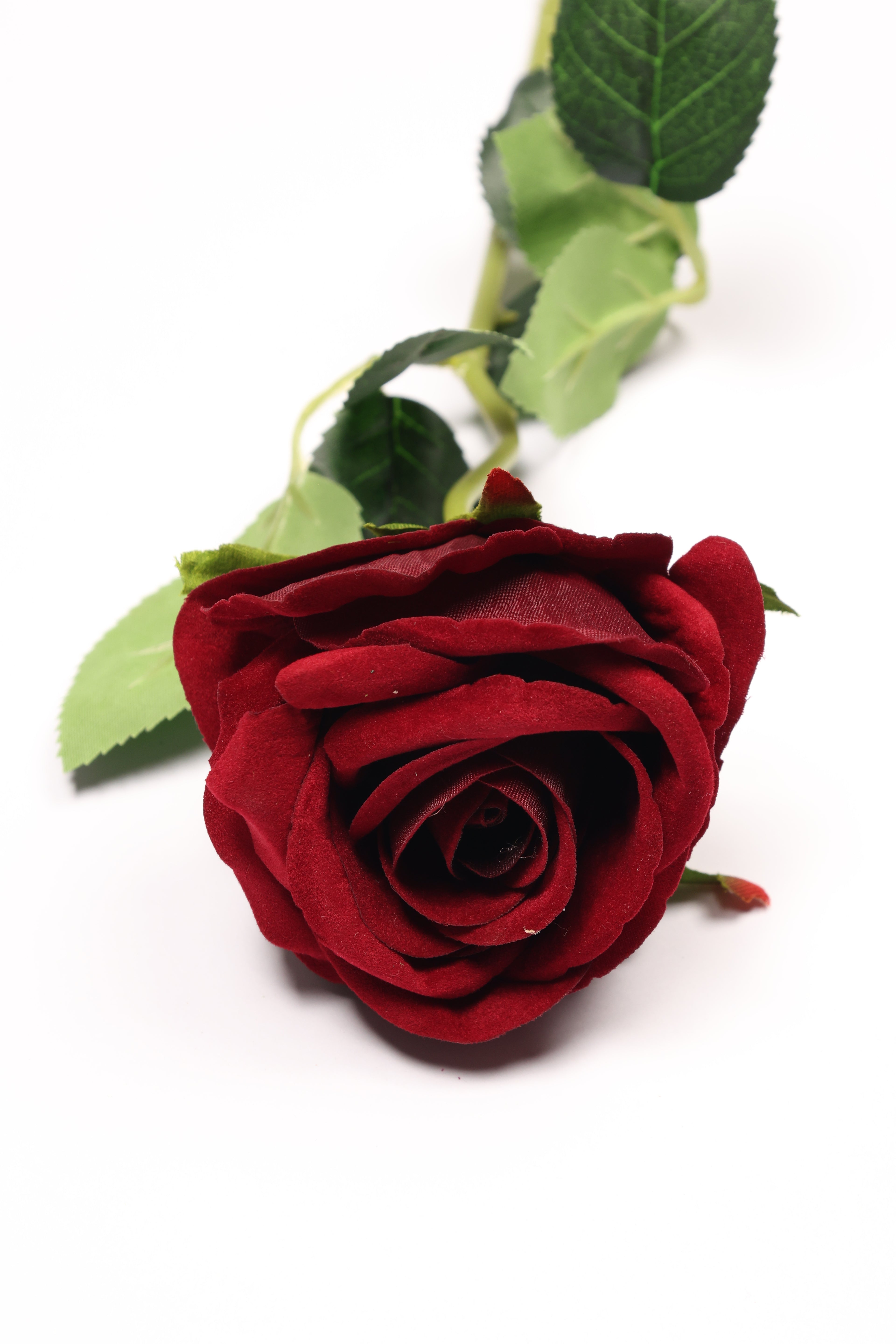 Roses-Burgundy