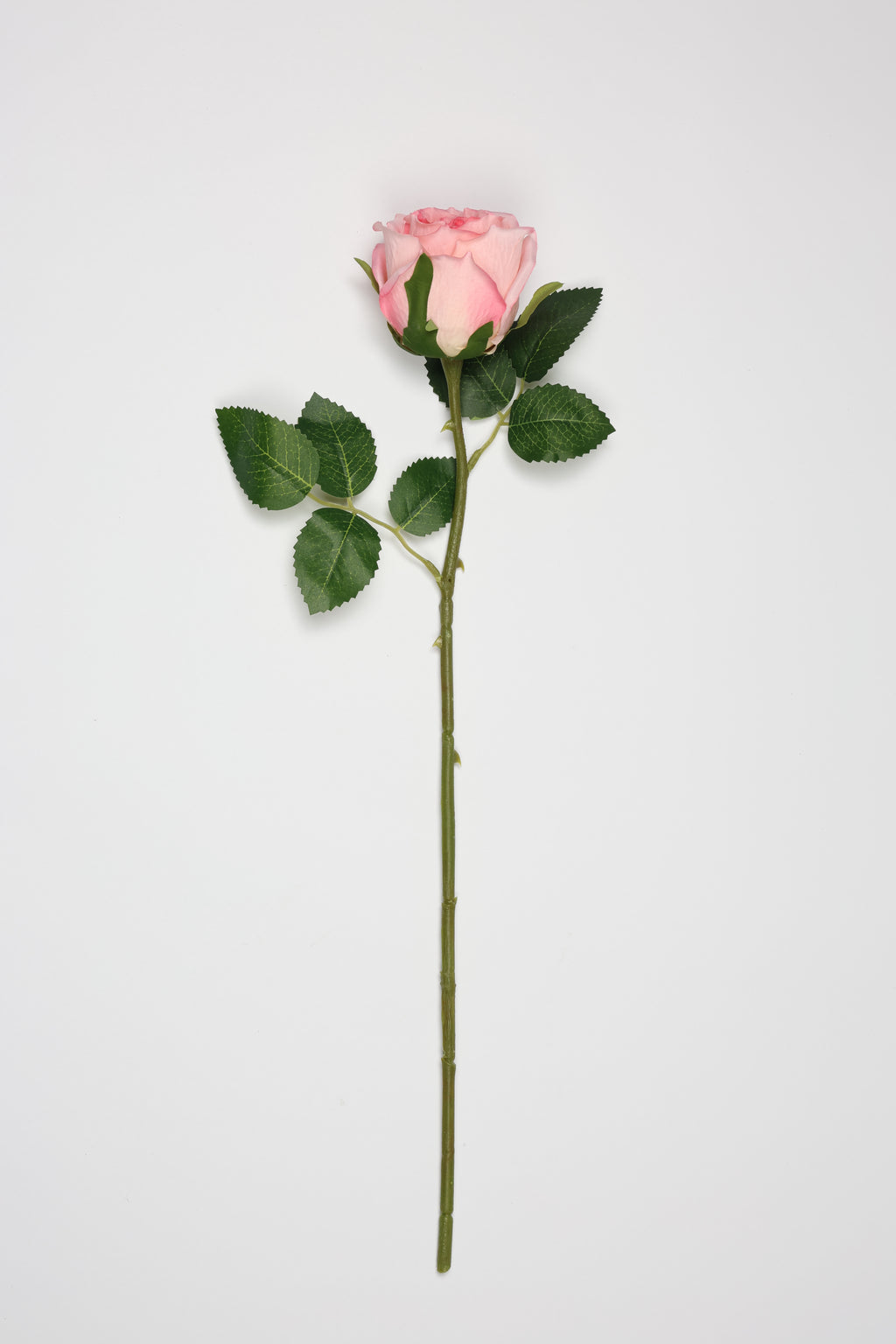 Roses-White Pink