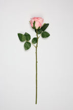 Roses-White Pink