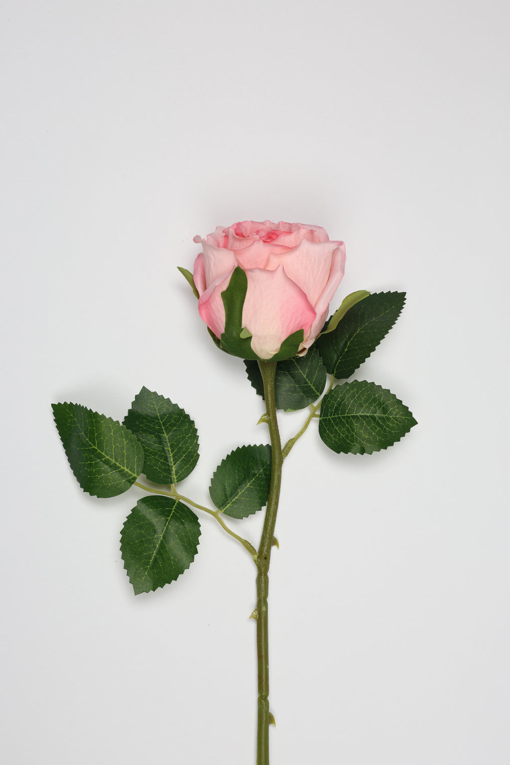 Roses-White Pink