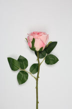 Roses-White Pink