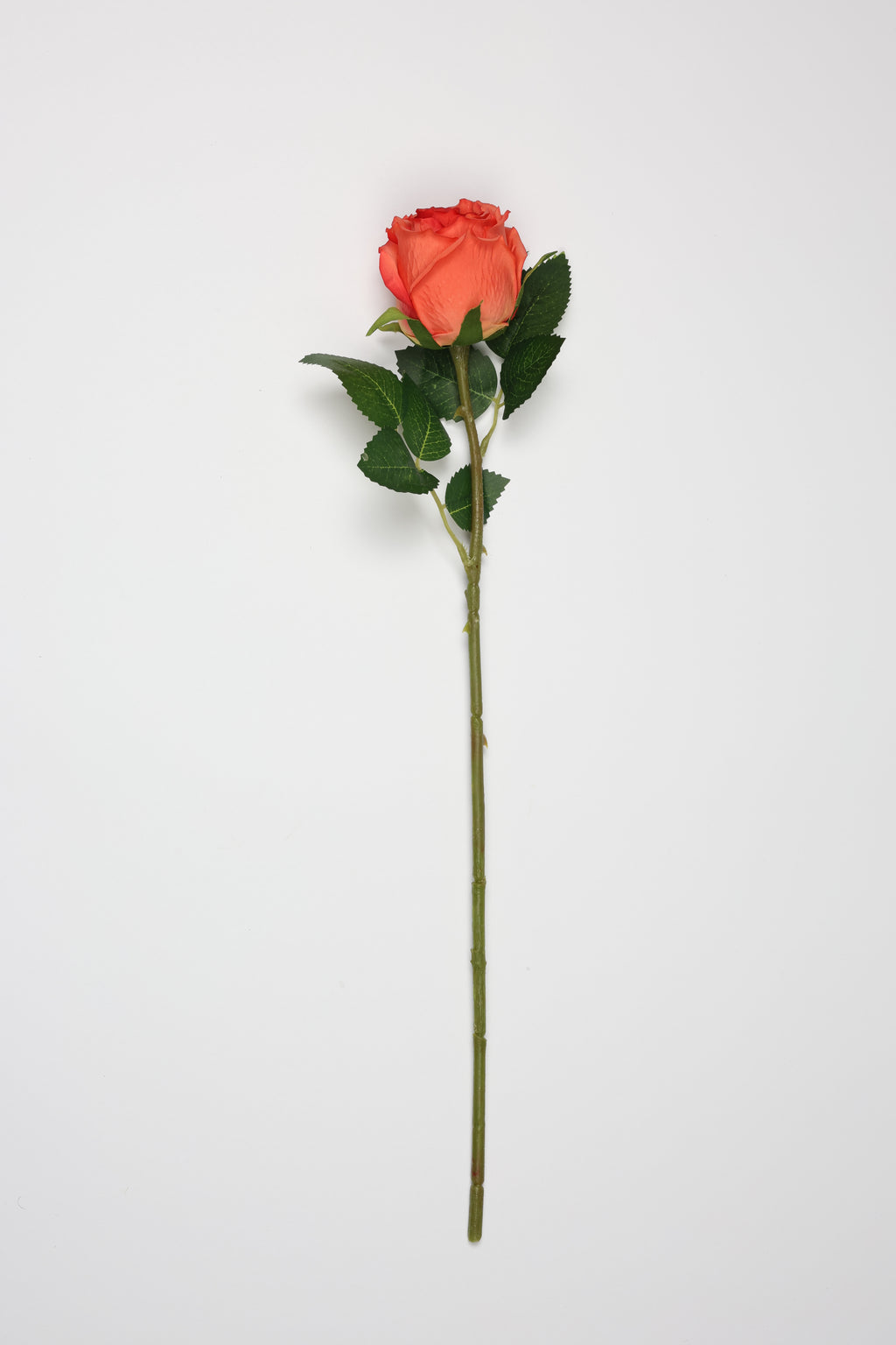 Roses -Orange