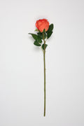 Roses -Orange