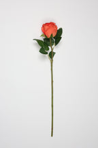 Roses -Orange