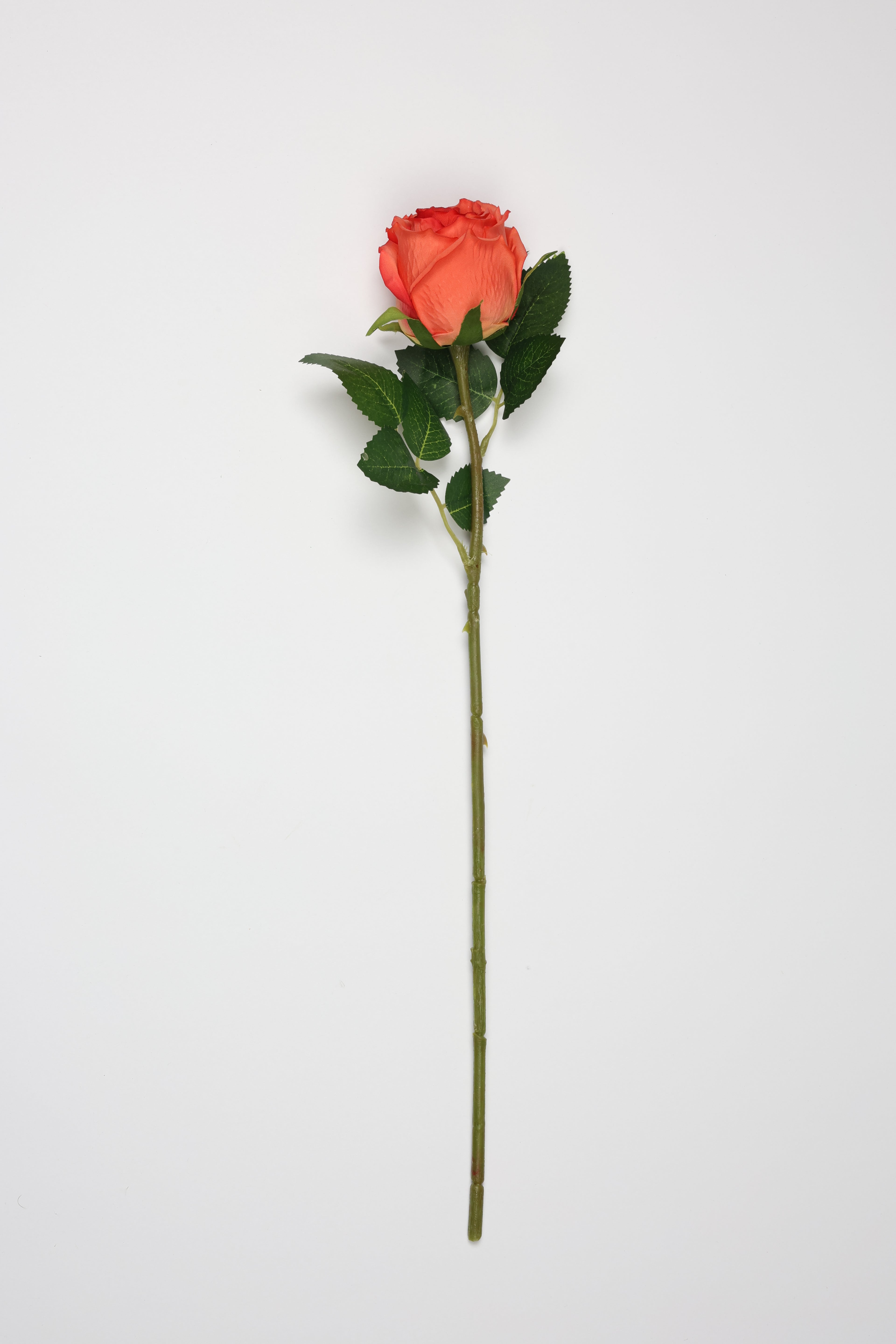 Roses -Orange