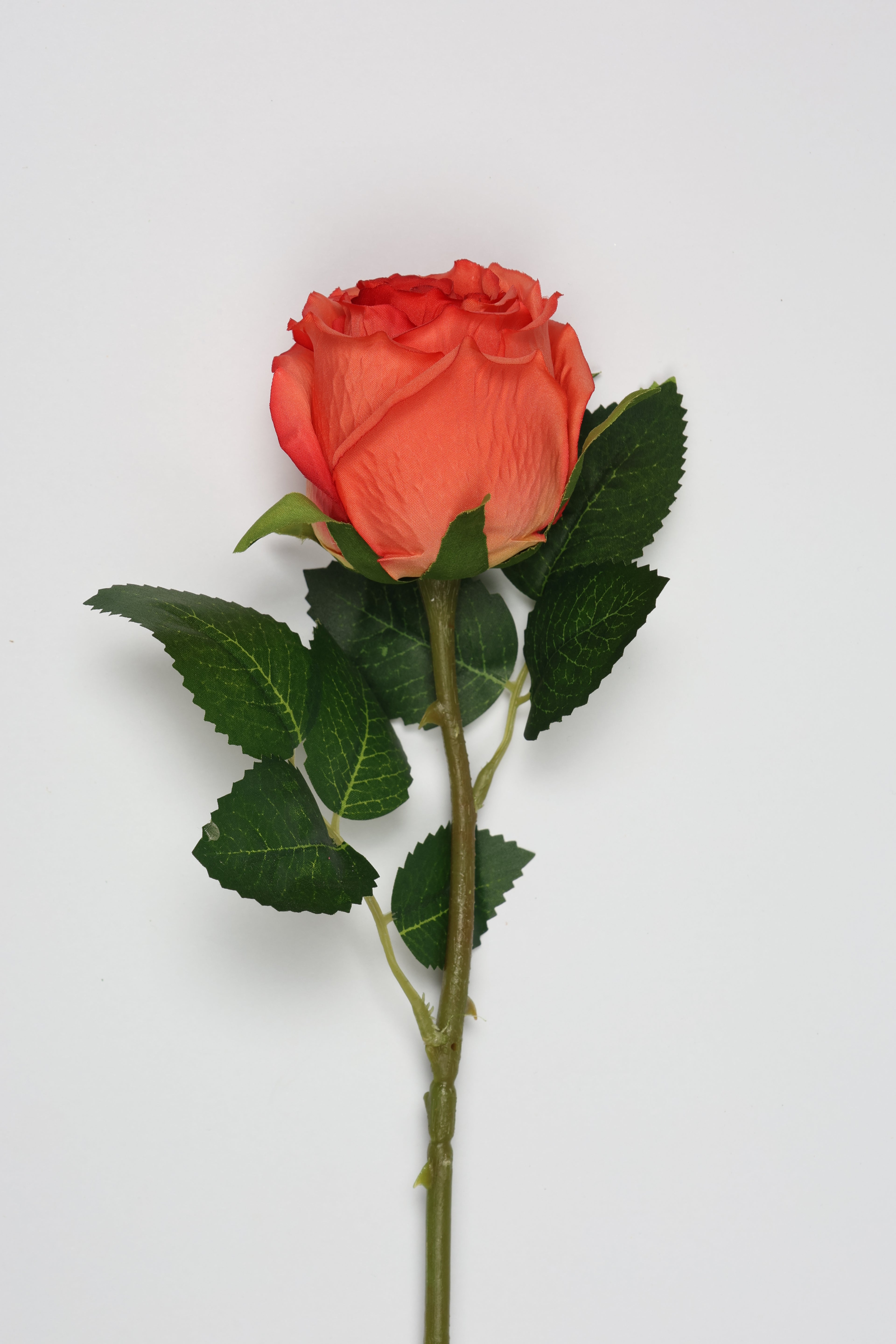 Roses -Orange
