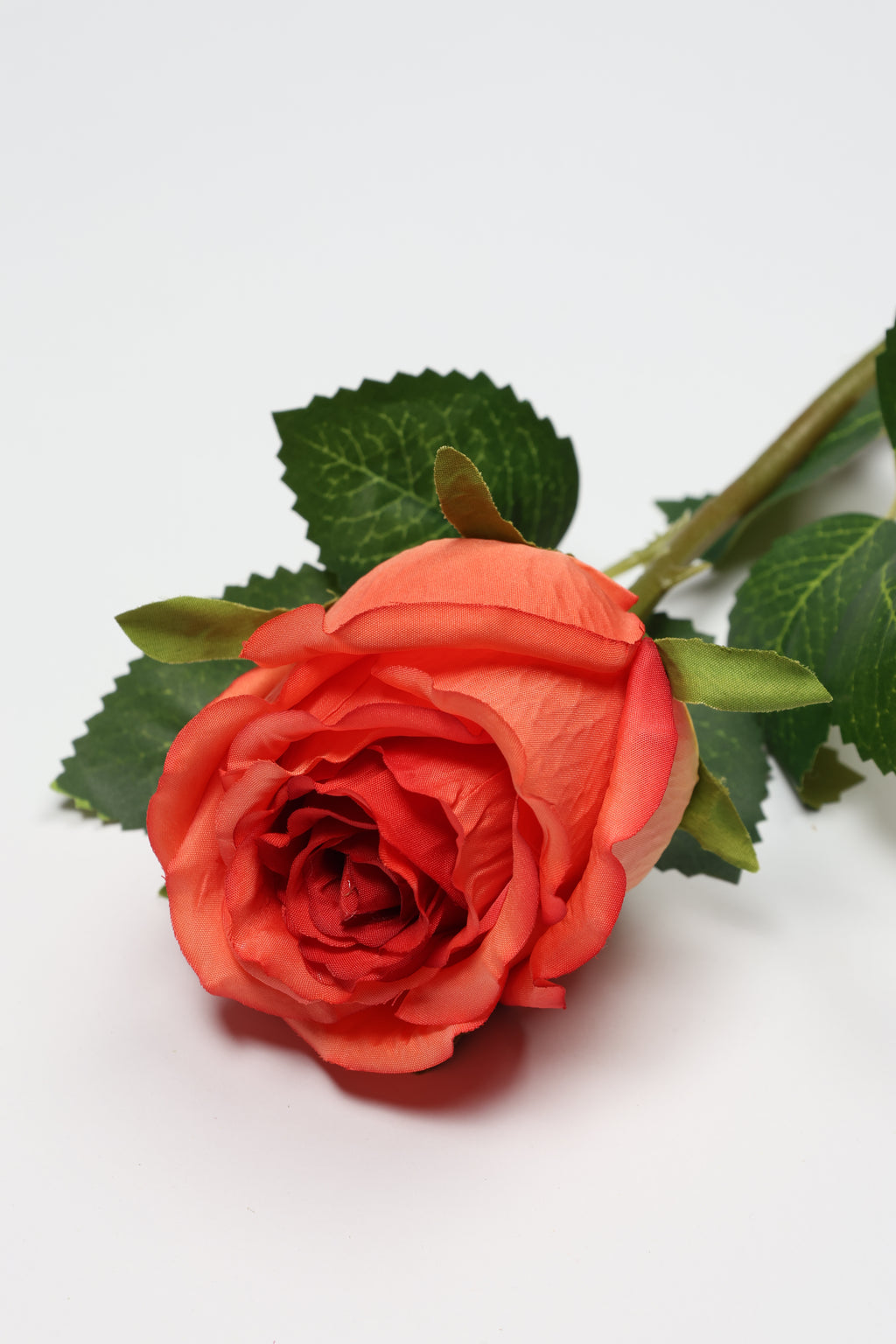 Roses -Orange