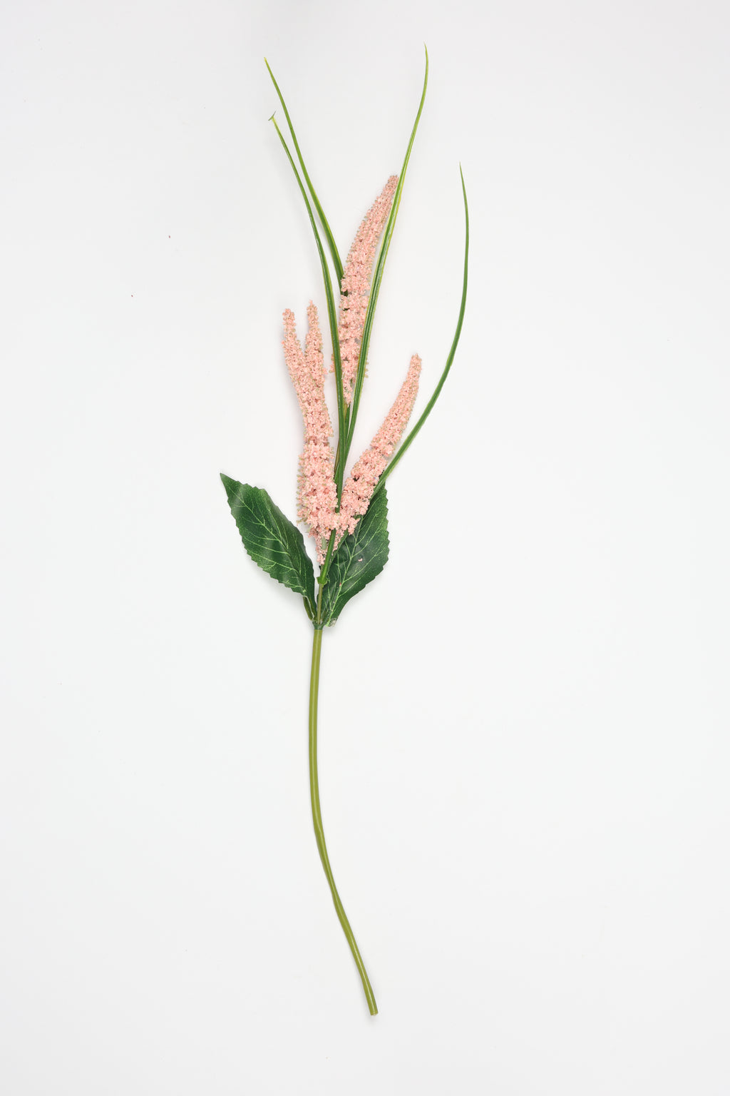 Lavandar - Pink