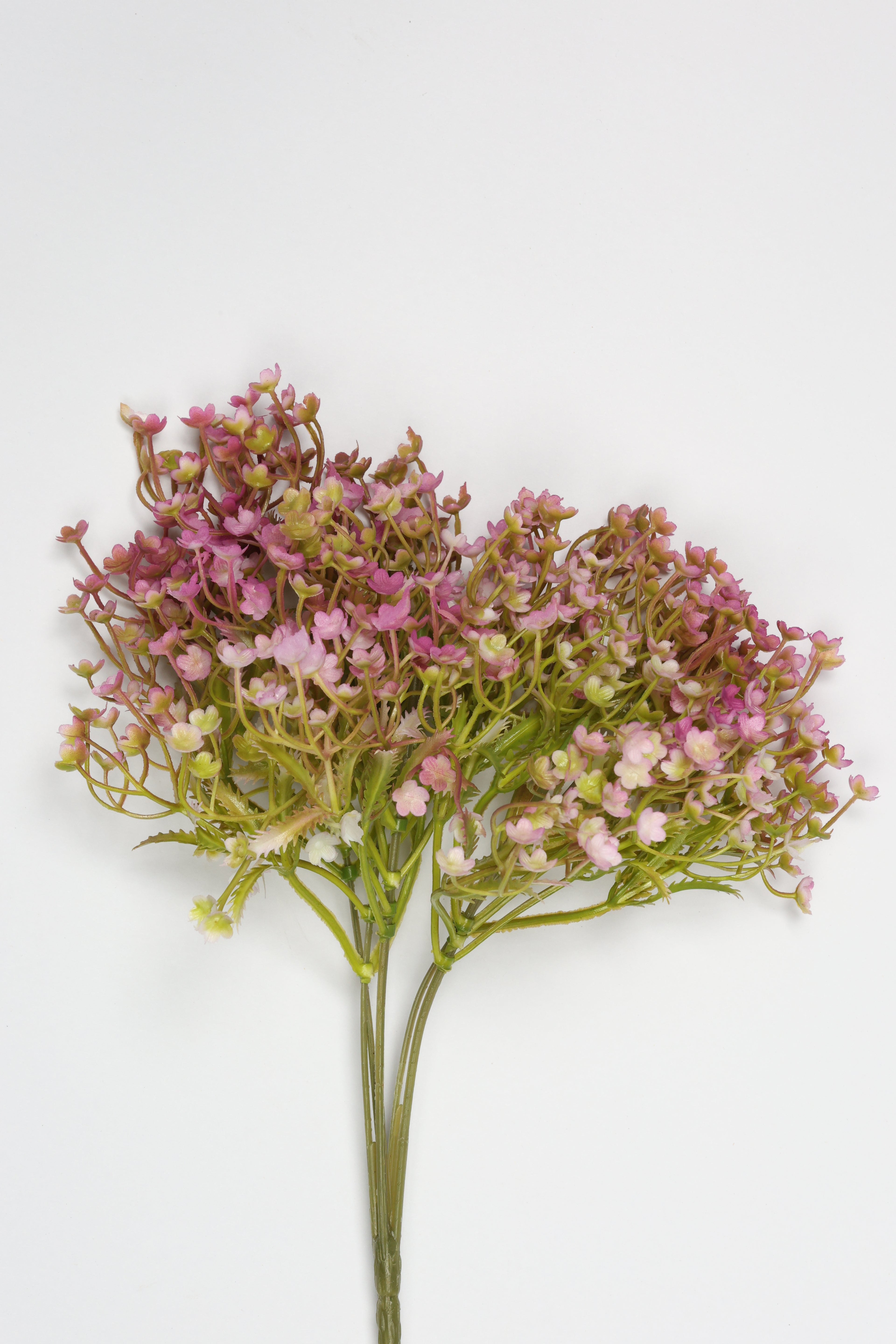 Gypsophila - Pink