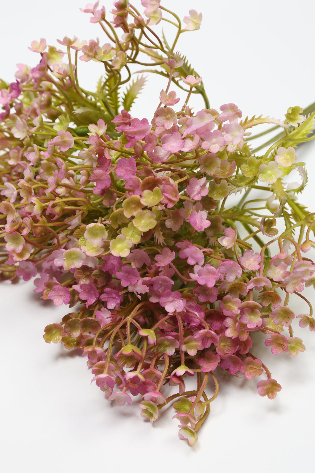 Gypsophila - Pink