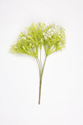 Gypsophila - White