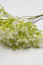 Gypsophila - White