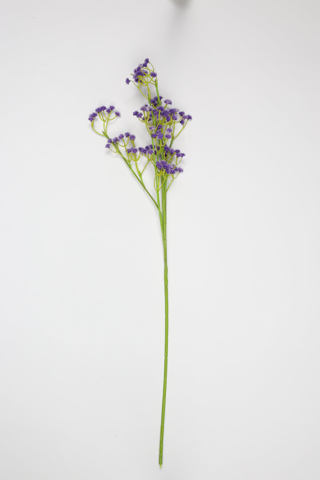 Gypsophila - Purple