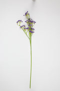 Gypsophila - Purple