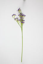 Gypsophila - Purple
