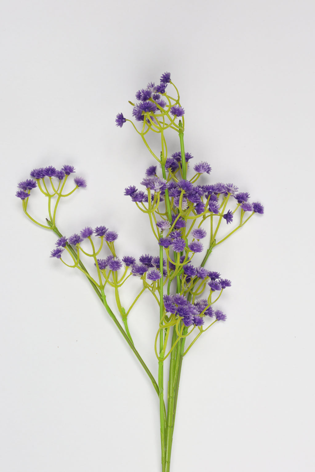 Gypsophila - Purple