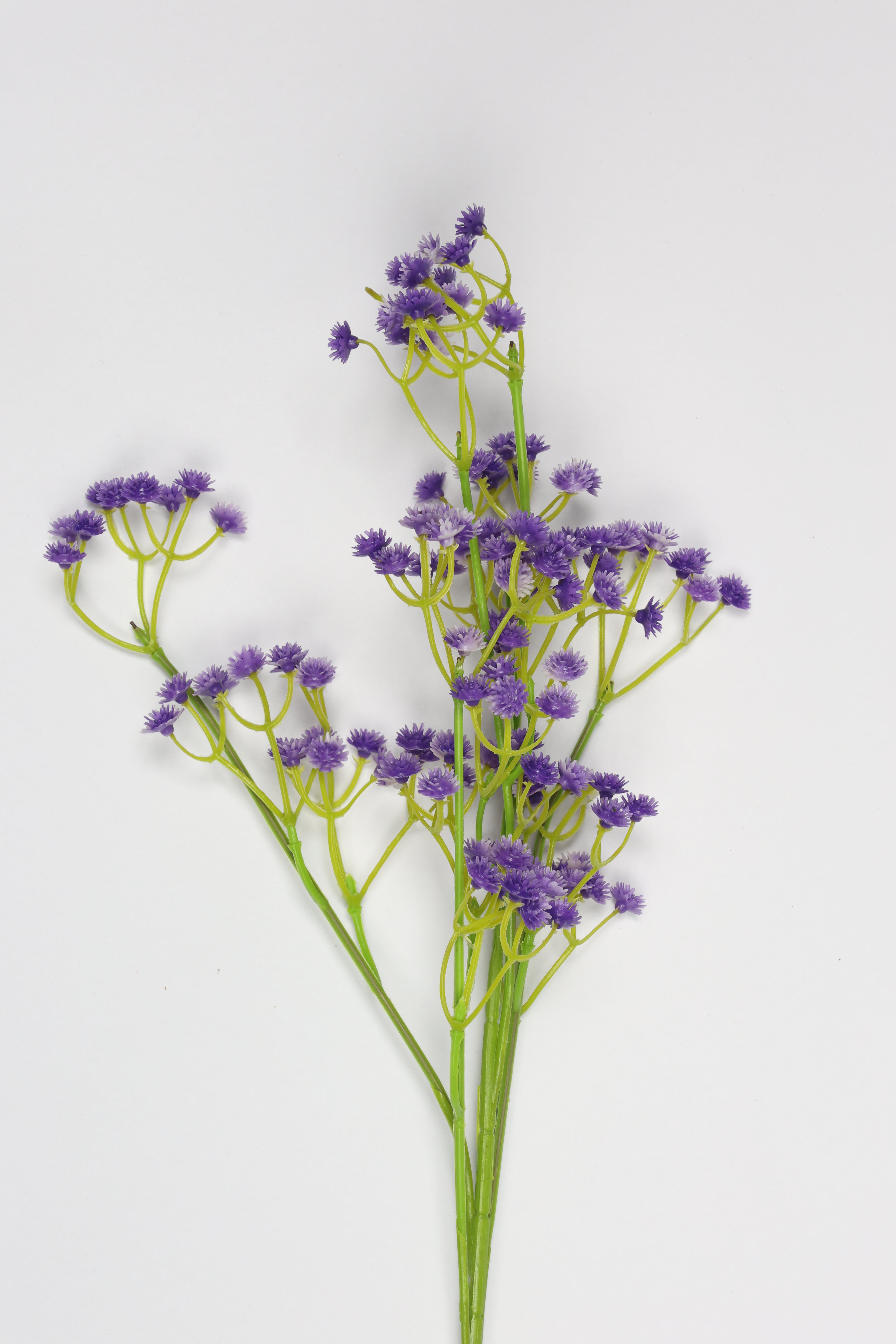 Gypsophila - Purple