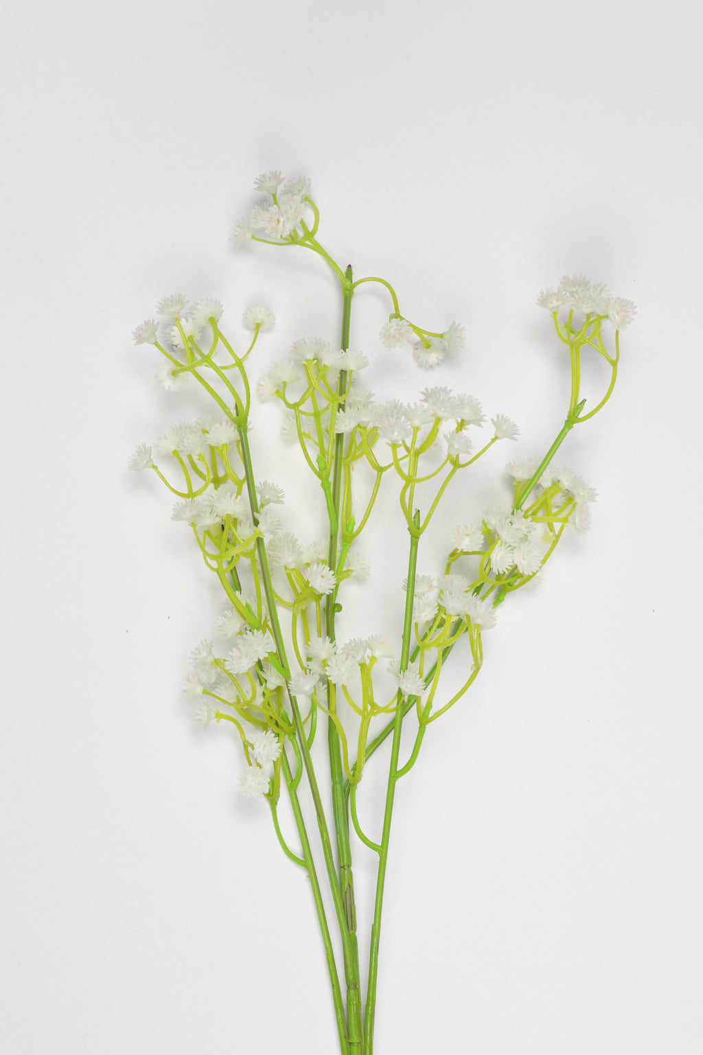 Gypsophila - White*Green
