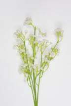Gypsophila - White*Green